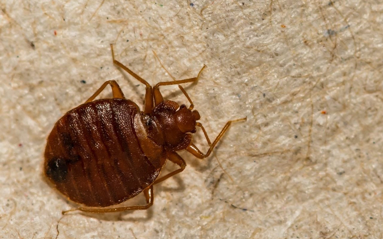 Bed Bug Bed Bug Control